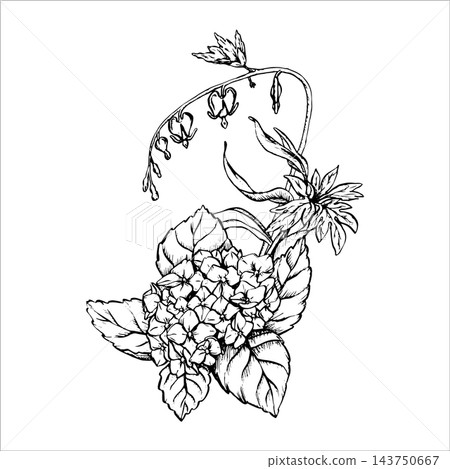 Vector bouquet of herbs and wildflowers. Hand-drawn outline botanical illustration of hydrangea and meadow wildflowers. Black and white garden flower in vintage style. EPS 10 Vector bouquet of herbs and wildflowers. Hand-drawn outline botanical illustration of hydrangea and meadow wildflowers. Black and white garden flower in vintage style. EPS 10 143750667