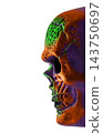 Halloween human skull isolated on white background with clipping path 143750697