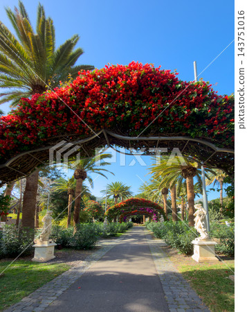 Sunlit tropical garden path lined with towering palm trees and lush foliage, pebble walkway curving through dappled light, tranquil resort atmosphere inviting leisurely stroll Sunlit tropical garden path lined with towering palm trees and lush foliage, pebble walkway curving through dappled light, tranquil resort atmosphere inviting leisurely stroll 143751016