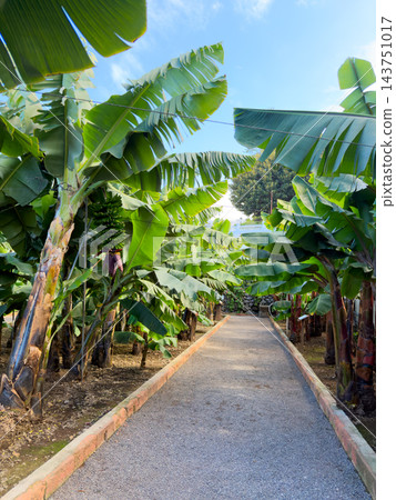 Bananas ripening outdoors. Young bananas hanging from stalks in vibrant jungle setting. Fresh green bananas clustered on stalks within dense tropical foliage and sunlight 143751017