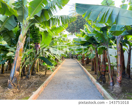 Bananas ripening outdoors. Young bananas hanging from stalks in vibrant jungle setting. Fresh green bananas clustered on stalks within dense tropical foliage and sunlight Bananas ripening outdoors. Young bananas hanging from stalks in vibrant jungle setting. Fresh green bananas clustered on stalks within dense tropical foliage and sunlight 143751018