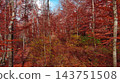 Landscape of autumn beech forest with red foliage and blue sky 143751508