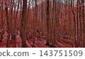 Landscape of autumn beech forest with red foliage 143751509