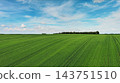 Green wheat field on hills under blue sky with clouds 143751510