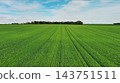Green wheat field on hills under blue sky with clouds 143751511