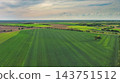 Green wheat field on hills under blue sky with clouds at sunset 143751512