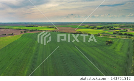 Green wheat field on hills under blue sky with clouds at sunset Green wheat field on hills under blue sky with clouds at sunset 143751512