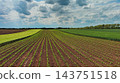 Green agricultural fields with young crop rows 143751518