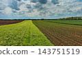 Green agricultural fields with young crop rows 143751519