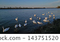 Flock of white swans swimming and feeding 143751520