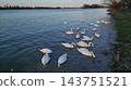 Flock of white swans swimming and feeding 143751521