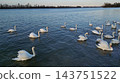 Flock of white swans swimming and feeding 143751522