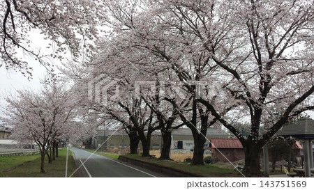 x-default 一條春意盎然的道路，兩旁櫻花盛開。 143751569