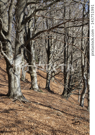 Autumn beech forest with bare trees and fallen leaves 143751991