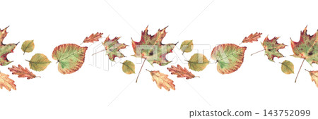 Watercolor Autumn fall leaf seamless border from deciduous trees. Realistic hand drawn botanical illustration, colorful nature foliage horizontal design on white background for textile and stationery. Watercolor Autumn fall leaf seamless border from deciduous trees. Realistic hand drawn botanical illustration, colorful nature foliage horizontal design on white background for textile and stationery. 143752099