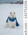 A Samoyed dog wearing a knitted scarf takes a walk in winter. 143752206