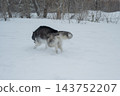 Siberian husky dog running away in deep snow towards winter forest 143752207
