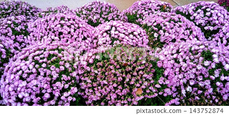秋日花園裡，一簇盛開的粉紅色菊花構成了一個圓頂。 143752874