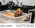 A cute poodle takes a bath in a grooming salon. 143753048