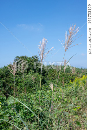 Japanese pampas grass growing in a sunny field. 143753109