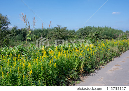 路邊生長著日本蒲葦和一枝黃花 143753117