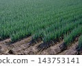 Onion field 143753141