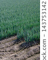 Onion field 143753142