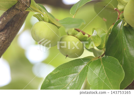 Persimmon tree swaying in the wind Persimmon tree swaying in the wind 143753165