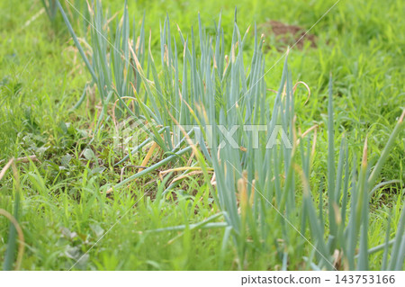 A field of leeks overgrown with weeds A field of leeks overgrown with weeds 143753166