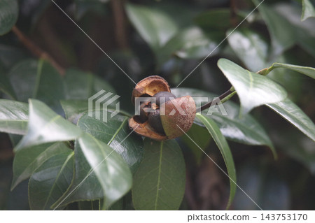 Camellia fruits swaying in the wind Camellia fruits swaying in the wind 143753170
