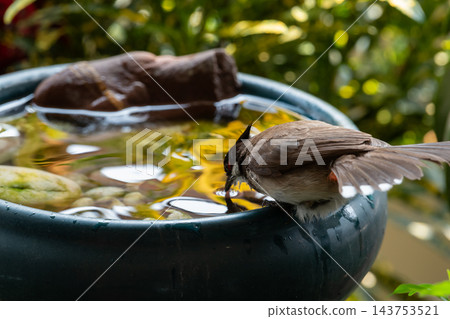 A red whiskered bulbul black crest white cheek red face patch brown wings leans toward water dark container floating leaves green garden foliage the background 143753521