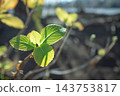 Leaves transparent to light 143753817
