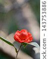A single red camellia flower in full bloom. 143753886