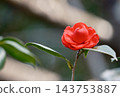 A single red camellia flower in full bloom. 143753887