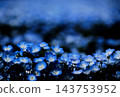 A field of beautiful blue nemophila flowers. 143753952