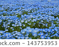 A field of beautiful blue nemophila flowers. 143753953