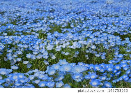 一片美麗的藍色粉蝶花。 一片美麗的藍色粉蝶花。 143753953