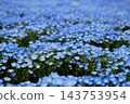 A field of beautiful blue nemophila flowers. 143753954