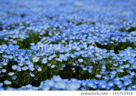 一片美麗的藍色粉蝶花。 一片美麗的藍色粉蝶花。 143753954