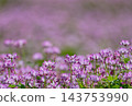 A beautiful field of lotus flowers in full bloom in spring. 143753990