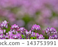 A beautiful field of lotus flowers in full bloom in spring. 143753991
