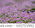 A beautiful field of lotus flowers in full bloom in spring. 143753992