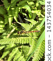 Sympetrum frequens 棲息在葉子上 143754034