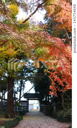 水戶市寶佛寺的秋葉和寺門。 143754048