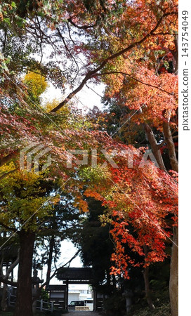 水戶市寶佛寺的秋葉和寺門。 143754049