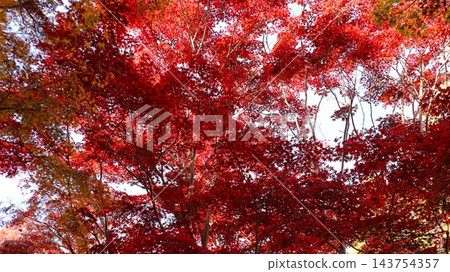 笠間市北山公園的秋葉呈現鮮豔的紅色 笠間市北山公園的秋葉呈現鮮豔的紅色 143754357