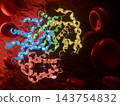 血管中血紅素α鍊和β鏈以顏色編碼的帶狀物3DCG模型。 143754832