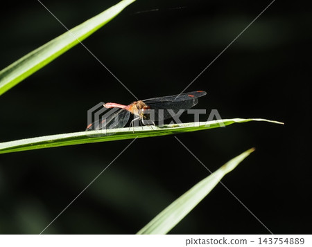 一隻雄性 Sympetrum parvulum 棲息在一片葉子上。 一隻雄性 Sympetrum parvulum 棲息在一片葉子上。 143754889