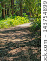 A path into the woods 143754899