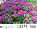 Impatiens 143754900